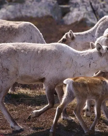 La Norvège craint l'interdiction de la viande de renne par l'UE - 31