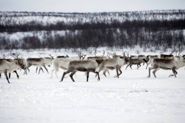 Un éleveur de rennes disparaît au Finnmark. La température dans la zone de recherche est comprise entre -15 et -20 degrés - 20