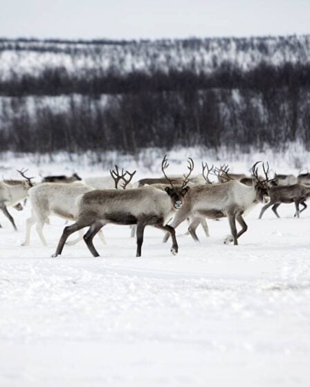 Un éleveur de rennes disparaît au Finnmark. La température dans la zone de recherche est comprise entre -15 et -20 degrés 2 Un éleveur de rennes disparaît au Finnmark. La température dans la zone de recherche est comprise entre -15 et -20 degrés - 1