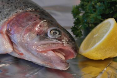 Lerøy condamné à une amende après la mort de 25 000 saumons - 21