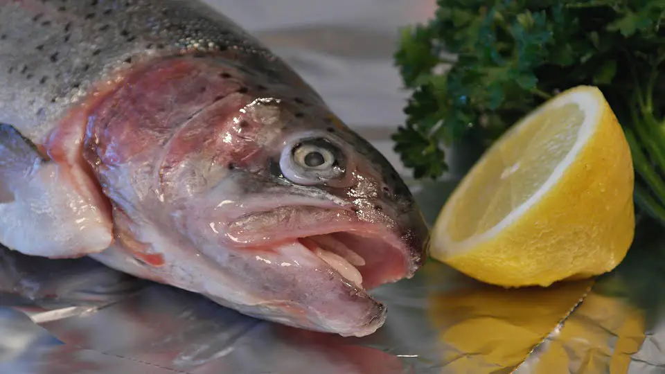 Le saumon écologique de retour sur le marché de l'UE - 3