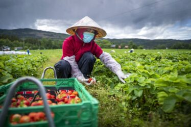 Les agriculteurs norvégiens craignent qu'il y ait moins de travailleurs étrangers en raison des nouvelles mesures corona - 16