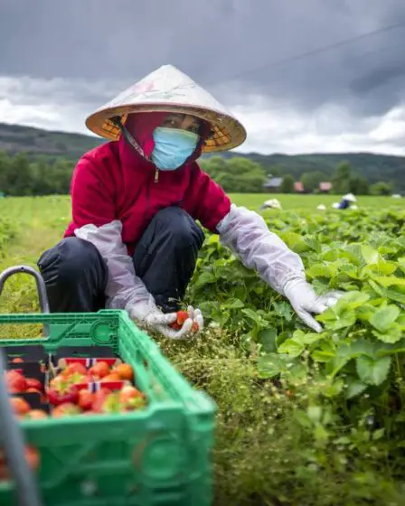 Les agriculteurs norvégiens craignent qu'il y ait moins de travailleurs étrangers en raison des nouvelles mesures corona - 28