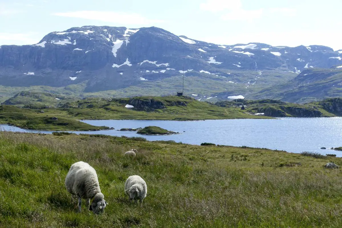 L'eau des lacs norvégiens est devenue moins polluée, mais aussi plus brune. Voici pourquoi 4 L'eau des lacs norvégiens est devenue moins polluée, mais aussi plus brune. Voici pourquoi - 3