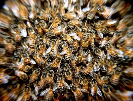 Un Norvégien meurt après avoir été attaqué par un essaim d'abeilles 6 Un Norvégien meurt après avoir été attaqué par un essaim d'abeilles - 5