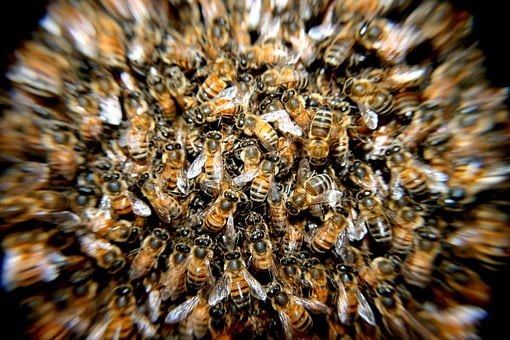 Un Norvégien meurt après avoir été attaqué par un essaim d'abeilles 4 Un Norvégien meurt après avoir été attaqué par un essaim d'abeilles - 3