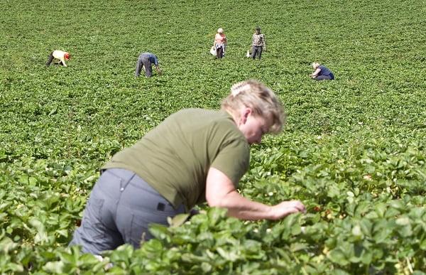 Un bon hébergement des cueilleurs de fraises est plus important que jamais 4 Un bon hébergement des cueilleurs de fraises est plus important que jamais - 3