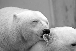 Un guide touristique est condamné à une amende de 12000 NOK pour avoir intimidé un ours polaire - 20