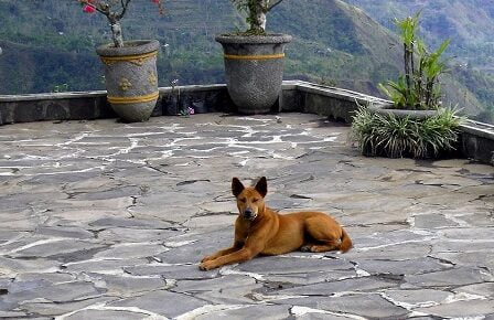 Un patient a été admis à Førde, infecté par la rage 11 Un patient a été admis à Førde, infecté par la rage - 10