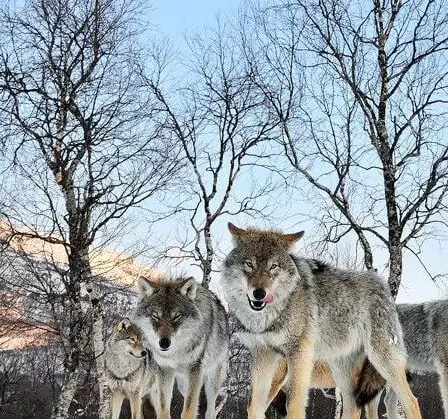 Le parc animalier le plus septentrional du monde 5 Le parc animalier le plus septentrional du monde - 4