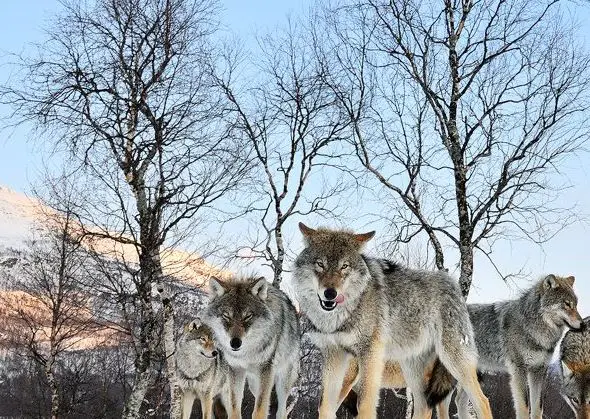 Les municipalités fatiguées des rondes devant les tribunaux 4 Les municipalités fatiguées des rondes devant les tribunaux - 3
