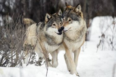 Jusqu'à présent cet hiver, près de 100 loups ont été détectés en Norvège et en Suède - 18