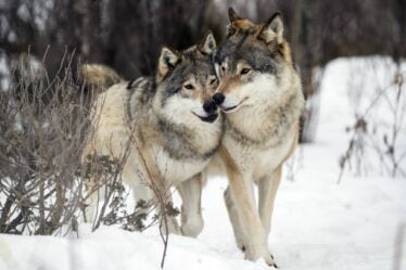 Jusqu'à présent cet hiver, près de 100 loups ont été détectés en Norvège et en Suède - 16