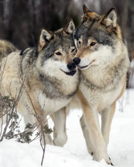 Jusqu'à présent cet hiver, près de 100 loups ont été détectés en Norvège et en Suède 5 Jusqu'à présent cet hiver, près de 100 loups ont été détectés en Norvège et en Suède - 4