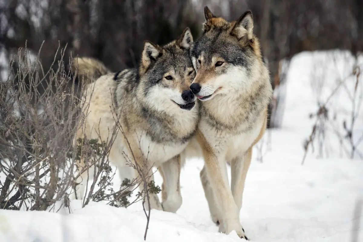 Jusqu'à présent cet hiver, près de 100 loups ont été détectés en Norvège et en Suède 4 Jusqu'à présent cet hiver, près de 100 loups ont été détectés en Norvège et en Suède - 3