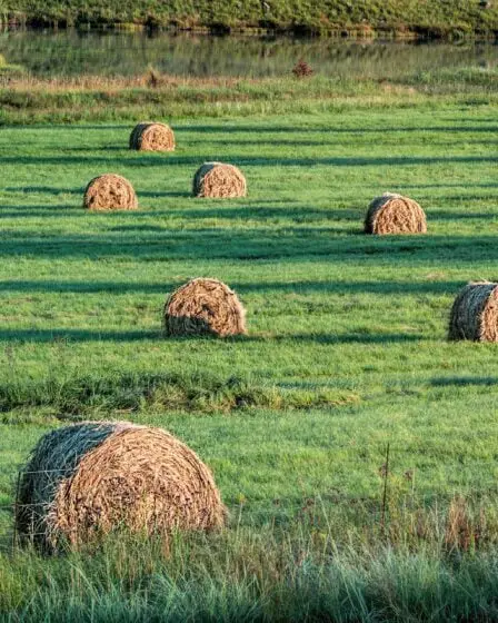 Les vétérinaires craignent la maladie dans les aliments importés 2 Les vétérinaires craignent la maladie dans les aliments importés - 1