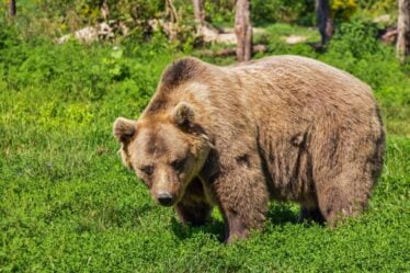 Plus de femelles ourses et oursons qu'il y a dix ans - 16