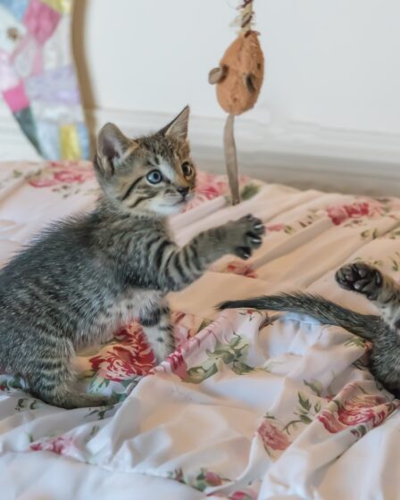 La protection des animaux a pris soin de 6000 chats - Norway Today 12 La protection des animaux a pris soin de 6000 chats - Norway Today - 11