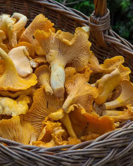 Sécheresse désastreuse pour la saison des champignons 5 Sécheresse désastreuse pour la saison des champignons - 4
