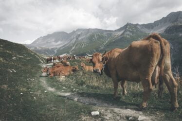 Virus de la tique trouvé dans le lait norvégien - Norway Today - 18