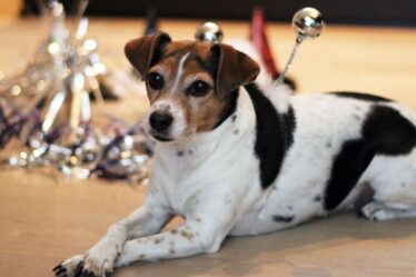 Améliorez le pire jour pour le chien - 19