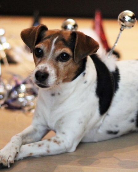 Améliorez le pire jour pour le chien 5 Améliorez le pire jour pour le chien - 4