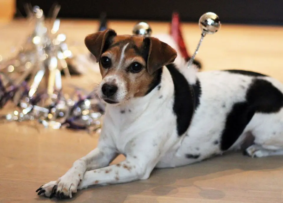 Améliorez le pire jour pour le chien 4 Améliorez le pire jour pour le chien - 3