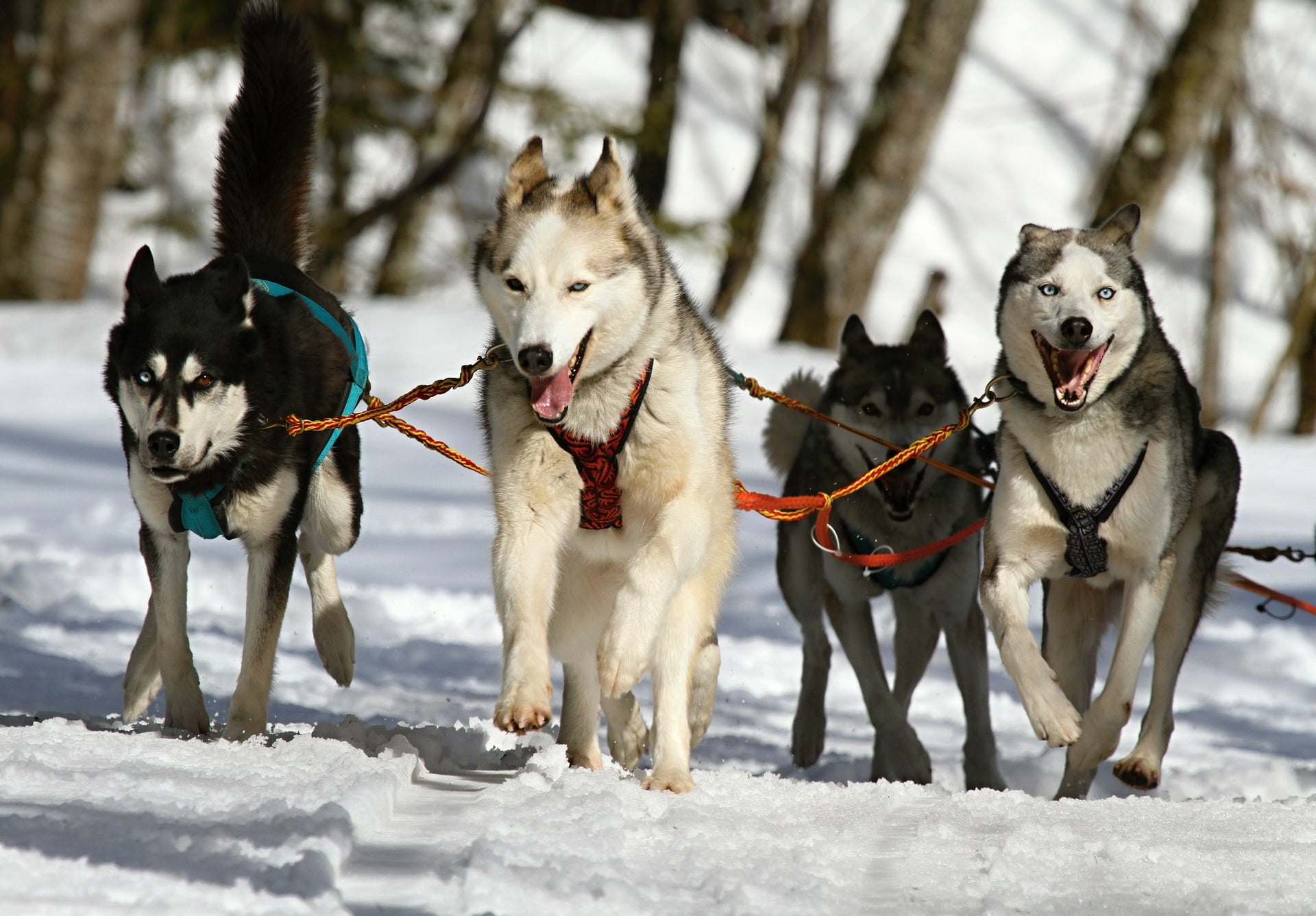 Norski remporte l'Iditarod - Norway Today 4 Norski remporte l'Iditarod - Norway Today - 3