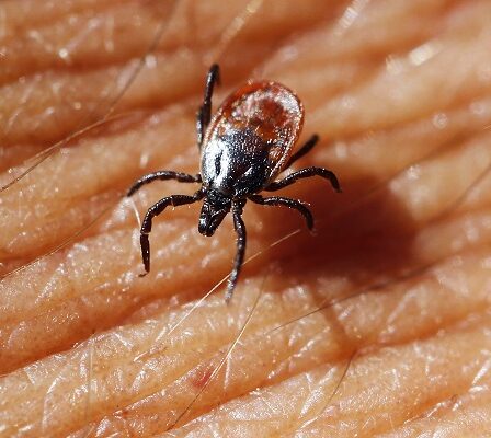 Deux fois plus de personnes se sont vaccinées contre le virus transmis par les tiques cette année que l'année dernière 13 Deux fois plus de personnes se sont vaccinées contre le virus transmis par les tiques cette année que l'année dernière - 12