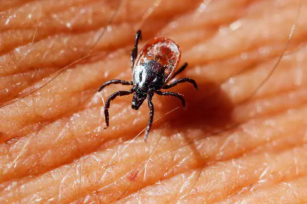 Deux fois plus de personnes se sont vaccinées contre le virus transmis par les tiques cette année que l'année dernière 4 Deux fois plus de personnes se sont vaccinées contre le virus transmis par les tiques cette année que l'année dernière - 3