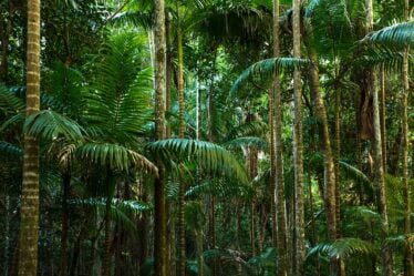 Plus de la moitié des forêts tropicales restantes sont détruites - 20