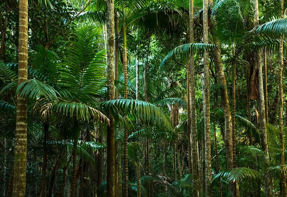 Plus de la moitié des forêts tropicales restantes sont détruites - 3