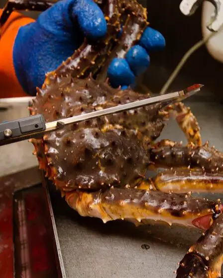 Baisse des quotas de crabe royal en 2019 - 13