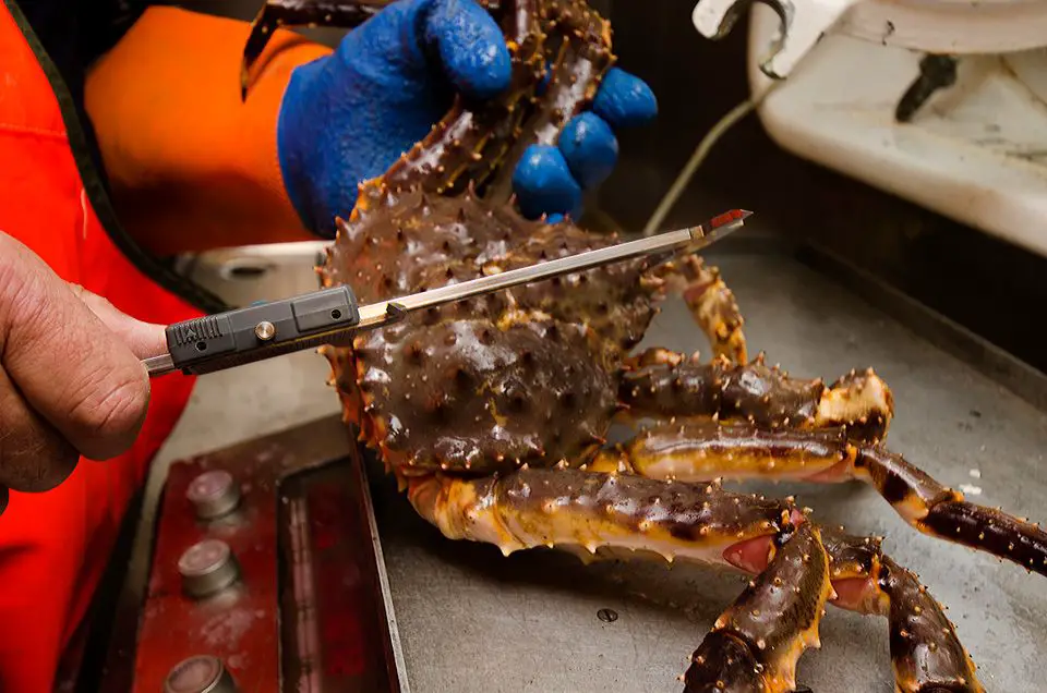 Baisse des quotas de crabe royal en 2019 4 Baisse des quotas de crabe royal en 2019 - 3