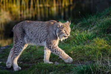 Le quota de chasse au lynx est faible - 18