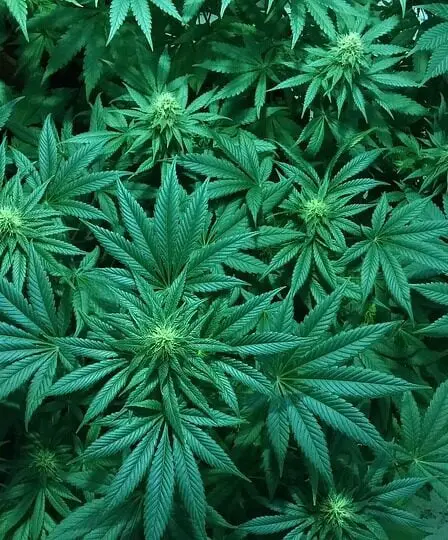 La marijuana légalisée en Californie - Norway Today - 19