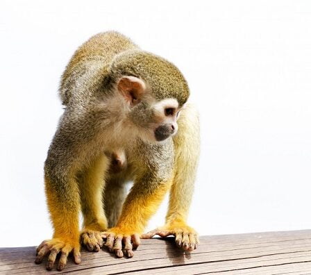 Des Norvégiens ont été mordus par un chien, un rat et un singe pendant leurs vacances à l'étranger cet été 16 Des Norvégiens ont été mordus par un chien, un rat et un singe pendant leurs vacances à l'étranger cet été - 15