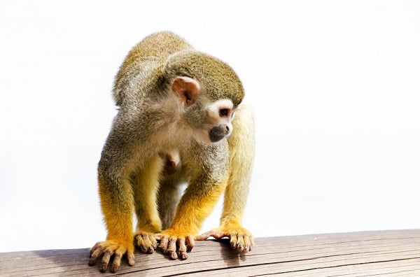 Des Norvégiens ont été mordus par un chien, un rat et un singe pendant leurs vacances à l'étranger cet été 4 Des Norvégiens ont été mordus par un chien, un rat et un singe pendant leurs vacances à l'étranger cet été - 3