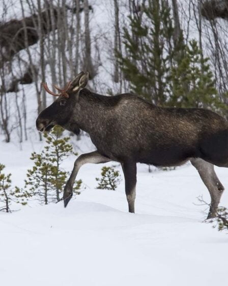 Nouveau cas de maladie débilitante chronique détecté chez l'orignal 2 Nouveau cas de maladie débilitante chronique détecté chez l'orignal - 1