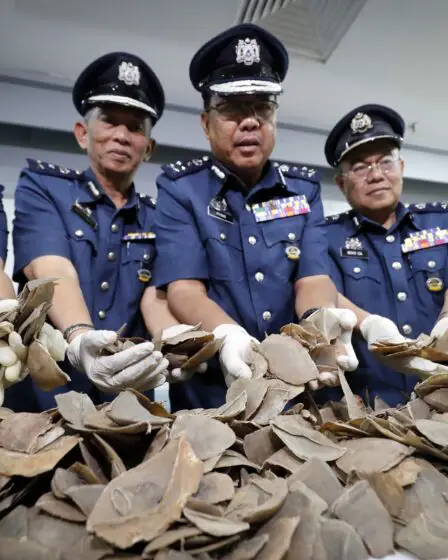 Ivoire et écailles d'une valeur de 1 million de dollars saisis en Malaisie 8 Ivoire et écailles d'une valeur de 1 million de dollars saisis en Malaisie - 7