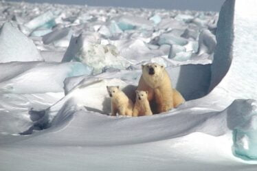 Des oursons polaires mangent du plastique au Svalbard - 29
