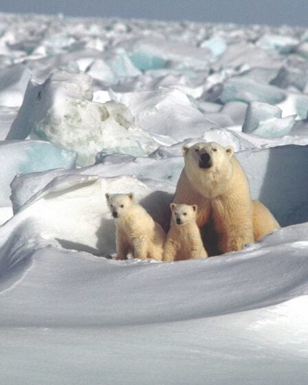 Des oursons polaires mangent du plastique au Svalbard 6 Des oursons polaires mangent du plastique au Svalbard - 5