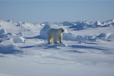Expérience spectaculaire de l'ours polaire pour les touristes en Russie - 18