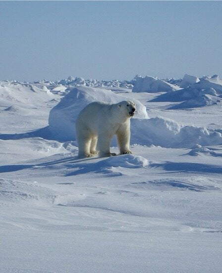 Expérience spectaculaire de l'ours polaire pour les touristes en Russie 12 Expérience spectaculaire de l'ours polaire pour les touristes en Russie - 11