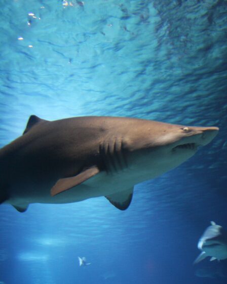 Requin du Groenland d'une tonne capturé par un suédois 14 Requin du Groenland d'une tonne capturé par un suédois - 13