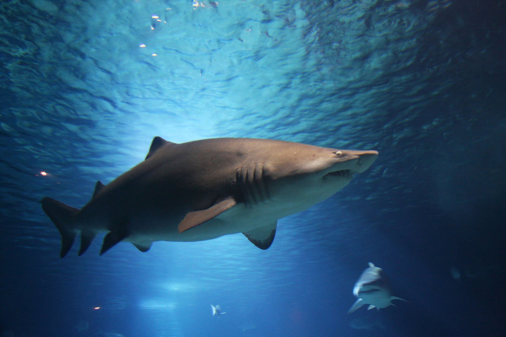 Requin du Groenland d'une tonne capturé par un suédois 4 Requin du Groenland d'une tonne capturé par un suédois - 3