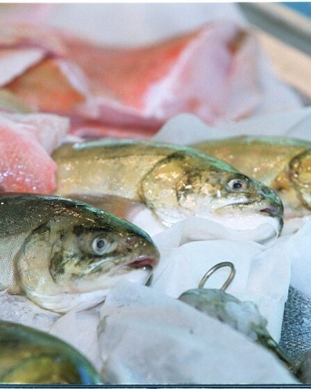 Les exportations norvégiennes de produits de la mer augmentent de 13 % en mai 30 Les exportations norvégiennes de produits de la mer augmentent de 13 % en mai - 29