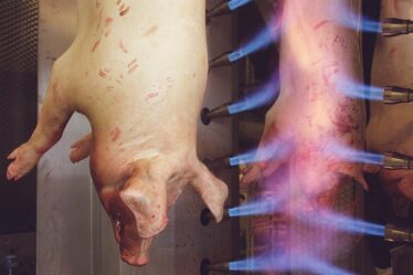 128000 porcs norvégiens sont abattus en Russie après des épidémies de peste porcine - 18