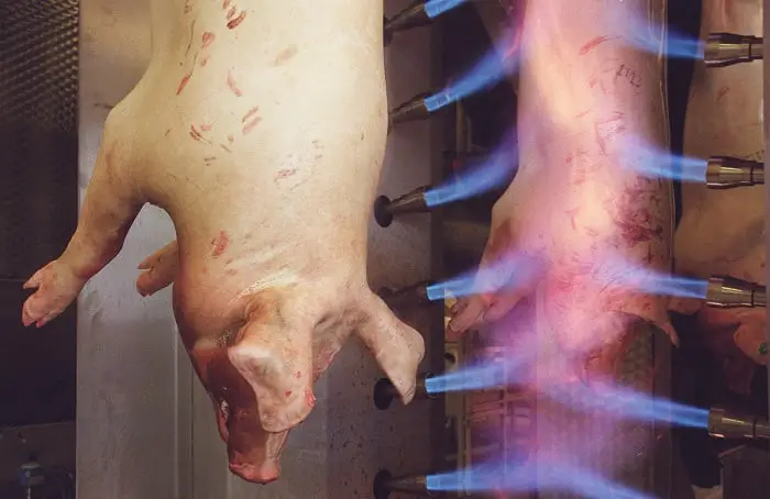 128000 porcs norvégiens sont abattus en Russie après des épidémies de peste porcine - 3