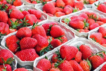 Des fraises « parfaites » sur le chemin du marché - 21